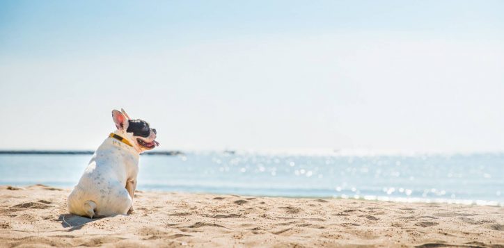 adobestock_212695084-2